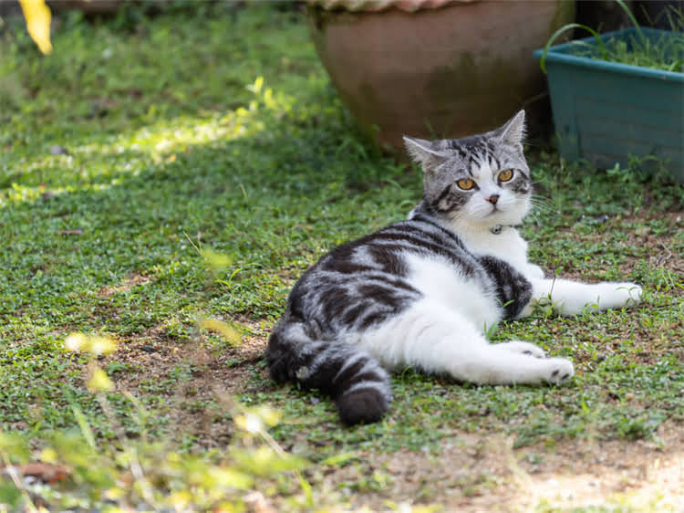 图片 黑背黄腹德牧纯种血统认证+饲养指南：健康培育与训练全攻略2.jpg