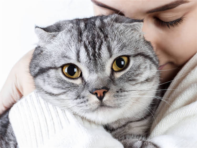 图片 黑色小贵宾犬性格：温顺亲人还是高智商伴侣犬？.jpg