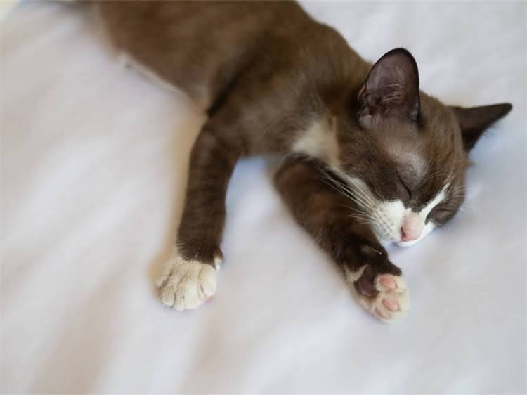 图片 黑色小贵宾犬性格：温顺亲人还是高智商伴侣犬？1.jpg