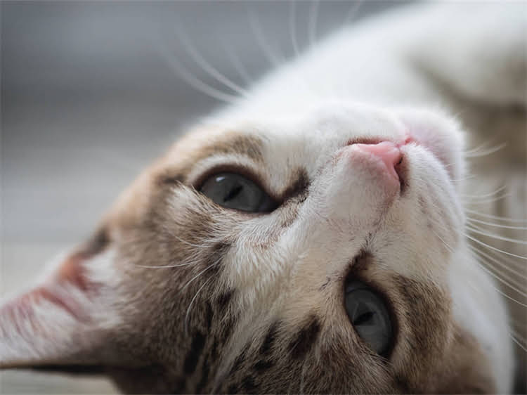 图片 黑色小贵宾犬性格：温顺亲人还是高智商伴侣犬？2.jpg