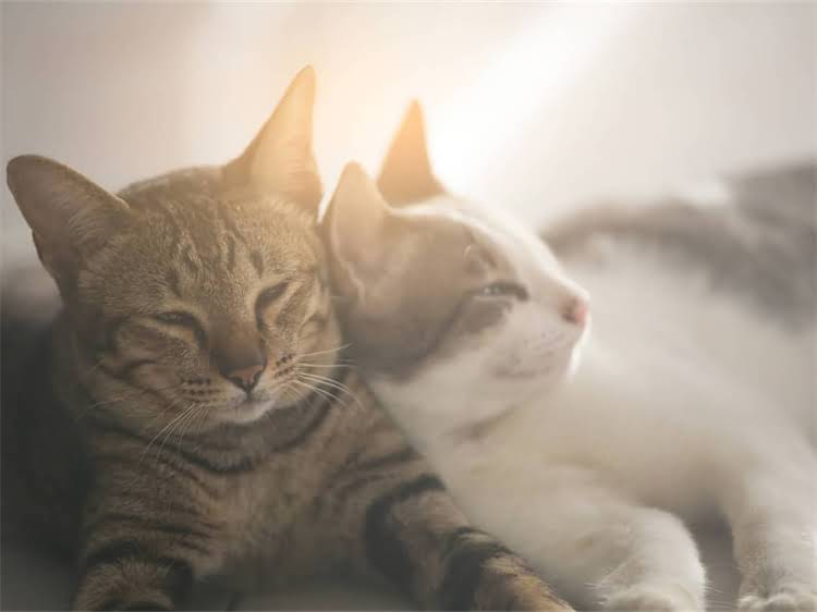 图片 黑色纯种雪纳瑞犬饲养指南：品种特性、选购技巧与价格1.jpg