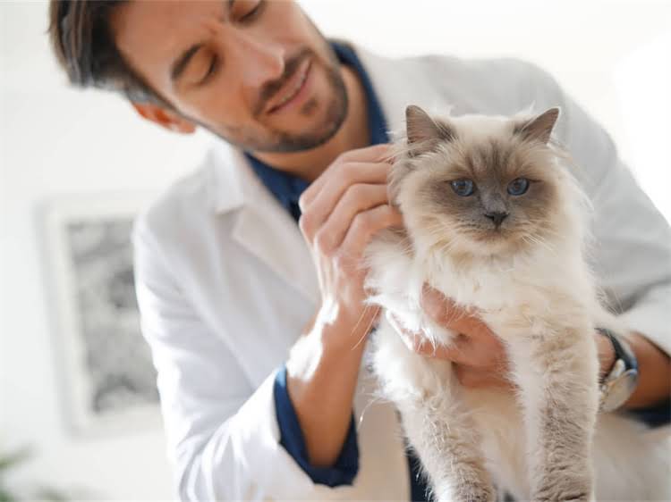 图片 黑色纯种雪纳瑞犬饲养指南：品种特性、选购技巧与价格2.jpg