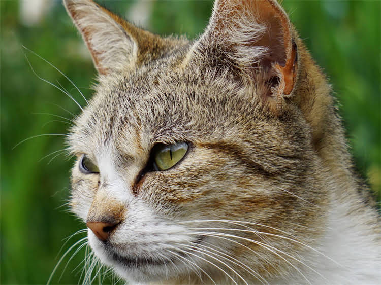 图片 黑色贵宾犬鼻头掉色怎么办？原因及解决方法全.jpg