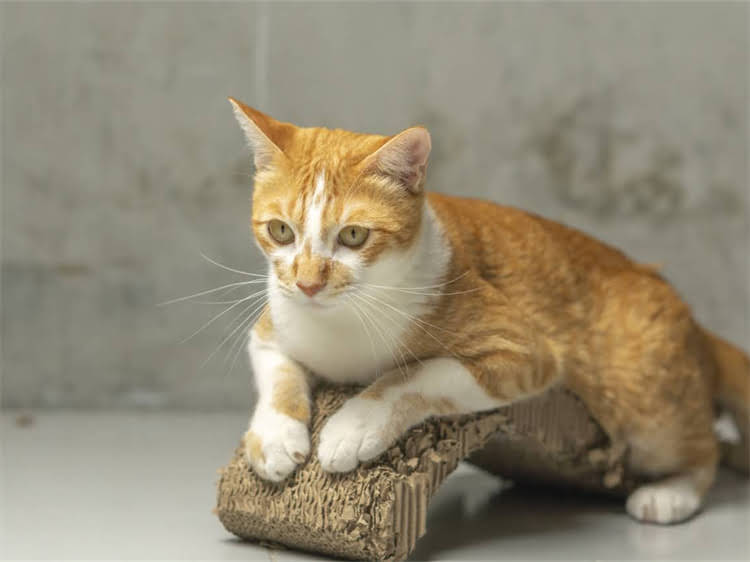 图片 黑色贵宾犬鼻头掉色怎么办？原因及解决方法全2.jpg