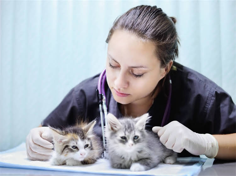 图片 黑色雪纳瑞后背长白毛是什么原因？如何处理？专业解答.jpg