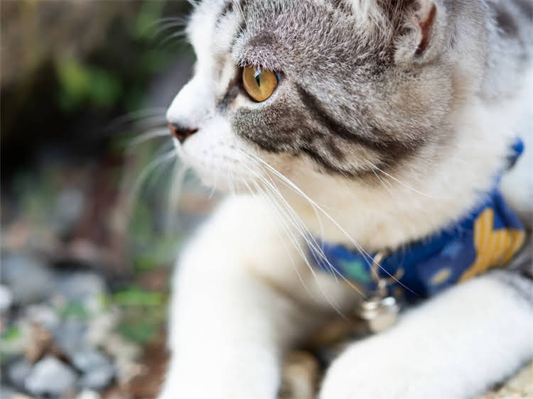 图片 黑色雪纳瑞后背长白毛是什么原因？如何处理？专业解答2.jpg