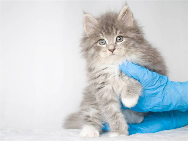 图片 黑鼻头狗粮价格全：一袋多少钱？附选购避坑指南.jpg