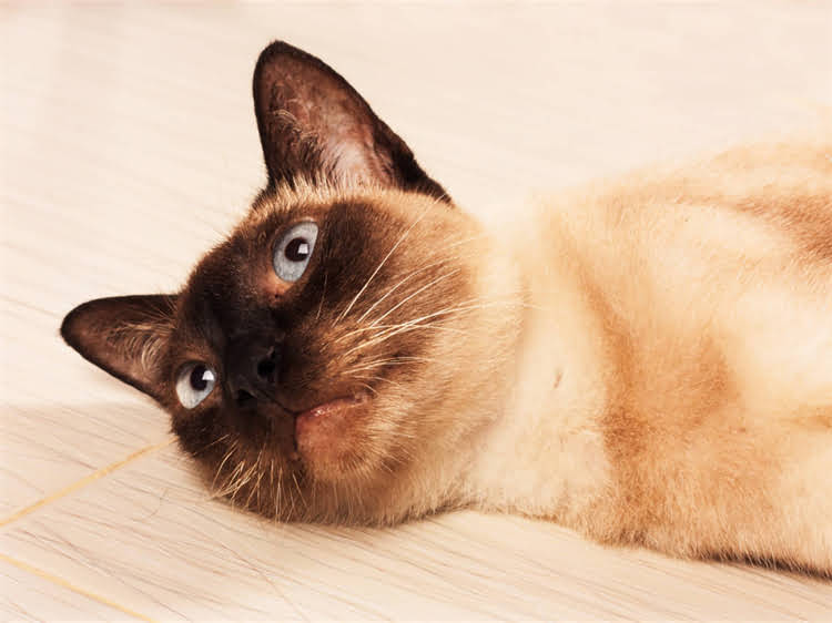 图片 龙猫不吃不动怎么办？5大原因及专业护理指南（附症状对照表）.jpg