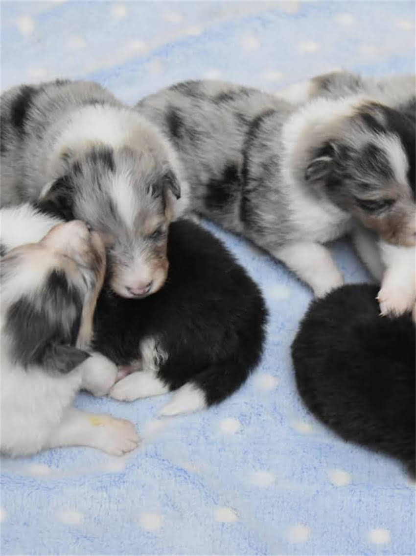 图片 龙猫不吃不动怎么办？5大原因及专业护理指南（附症状对照表）1.jpg