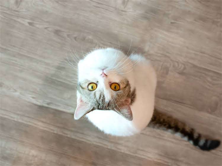 图片 龙猫不吃不动怎么办？5大原因及专业护理指南（附症状对照表）2.jpg