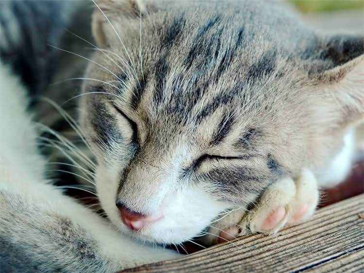 图片 龙猫与兔子荷兰猪：萌宠养成全攻略，三种小动物的饲养技巧与互动乐趣.jpg