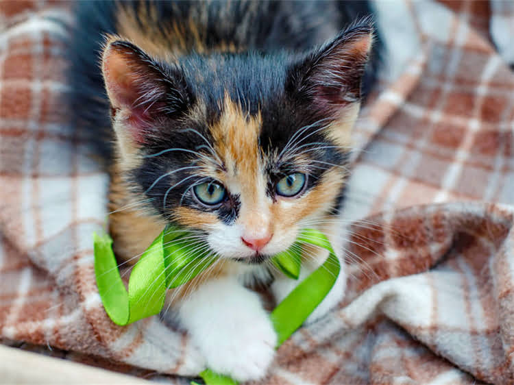 图片 龙猫与兔子荷兰猪：萌宠养成全攻略，三种小动物的饲养技巧与互动乐趣2.jpg