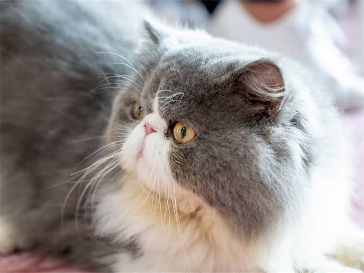 图片 龙猫中暑怎么办？家庭护理指南与紧急处理方法（附自救步骤）.jpg