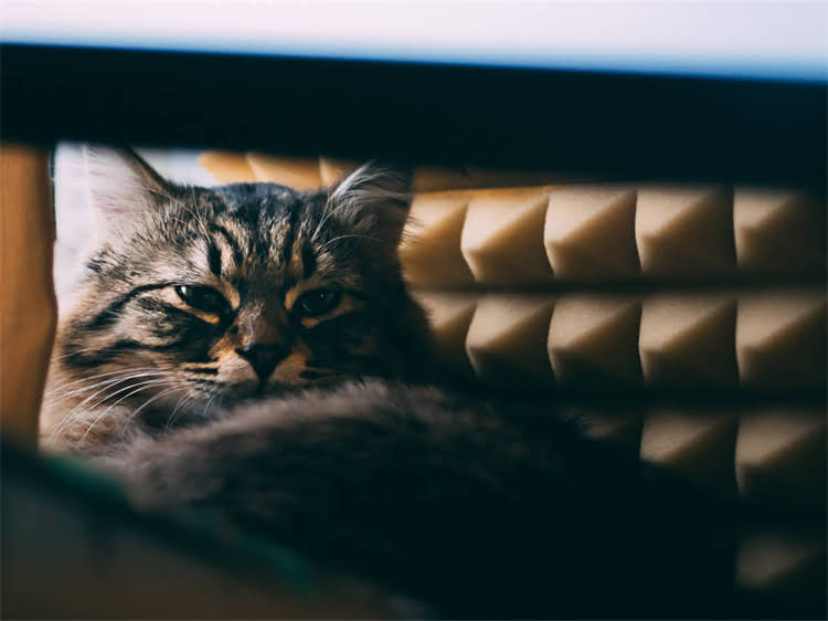 图片 龙猫中暑怎么办？家庭护理指南与紧急处理方法（附自救步骤）1.jpg