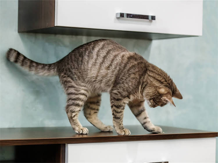 图片 龙猫中暑怎么办？家庭护理指南与紧急处理方法（附自救步骤）2.jpg