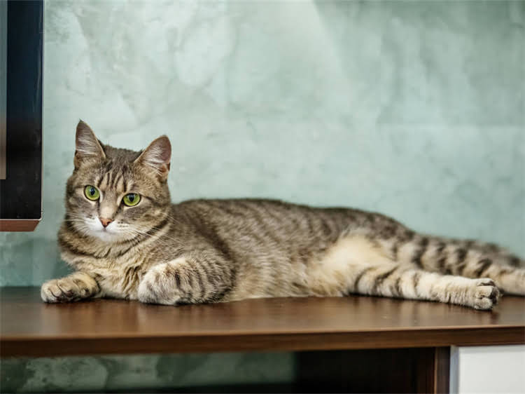 图片 龙猫中暑症状识别与急救指南：宠物医生详解高温防护全流程1.jpg