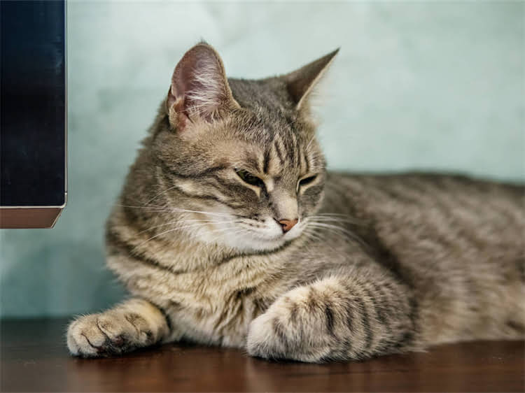 图片 龙猫中龙猫手持的神秘叶子究竟有何深意？宫崎骏动画中的生态符号与童年记忆.jpg