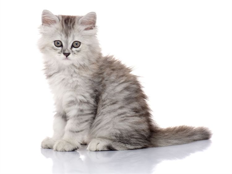 图片 龙猫便便异常变黄变小？这5大诱因及应对措施全！.jpg