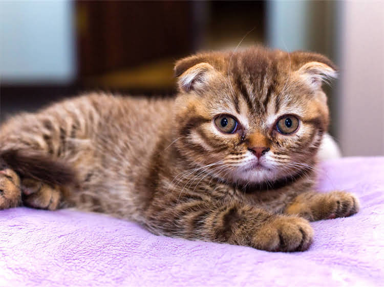 图片 龙猫便便异常变黄变小？这5大诱因及应对措施全！1.jpg