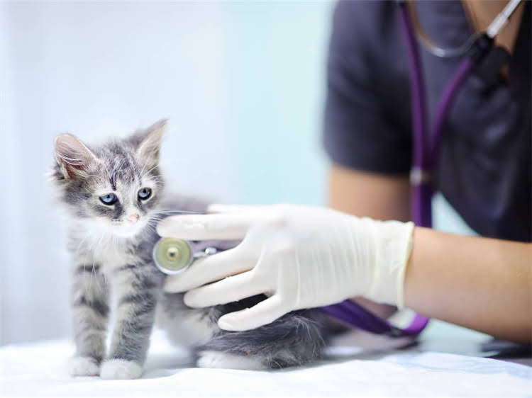 图片 龙猫健康判断的7个关键指标：家庭养护指南与疾病预警信号.jpg
