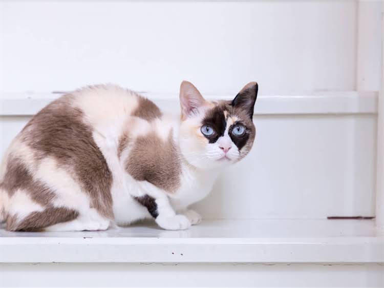 图片 龙猫健康问题：失禁与流口水背后的护理误区及科学应对指南1.jpg