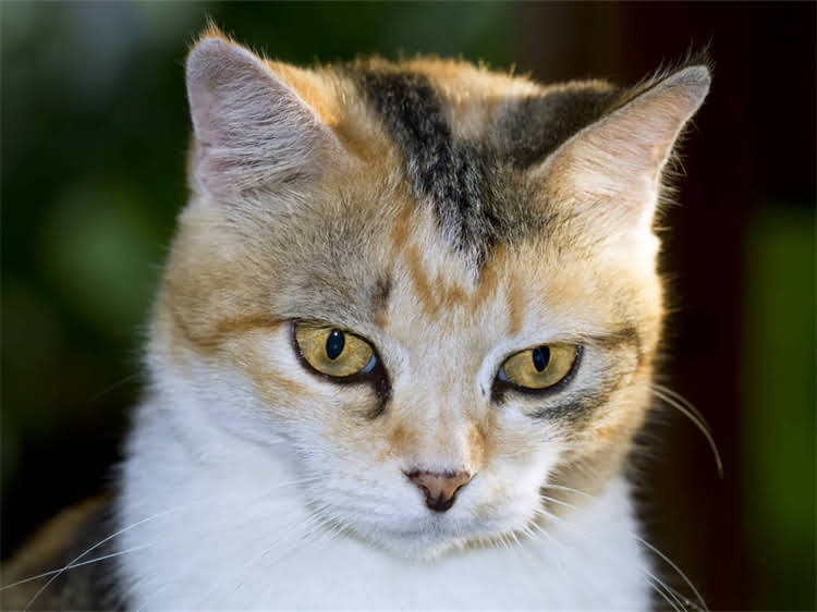 图片 龙猫健康问题：失禁与流口水背后的护理误区及科学应对指南2.jpg