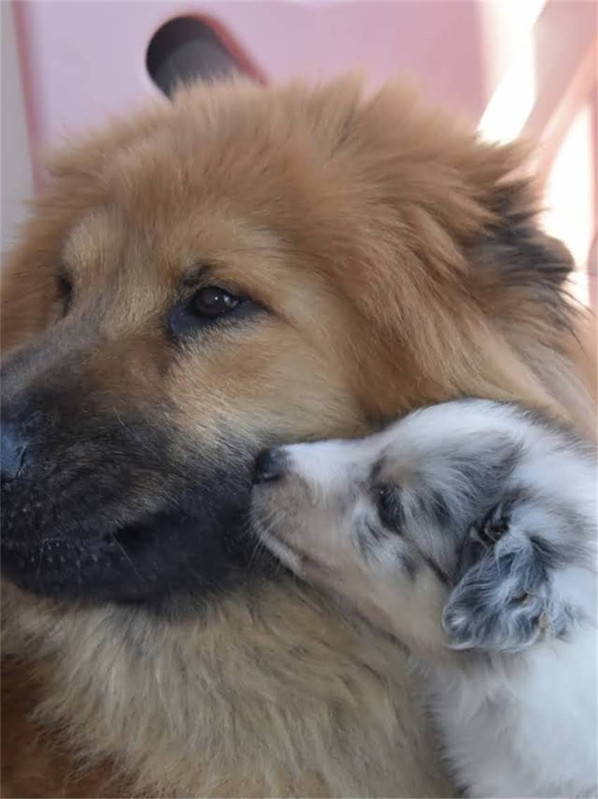 图片 龙猫公母性格对比及饲养全指南公龙猫温顺度TOP3特征+母龙猫互动技巧+健康养护秘籍.jpg