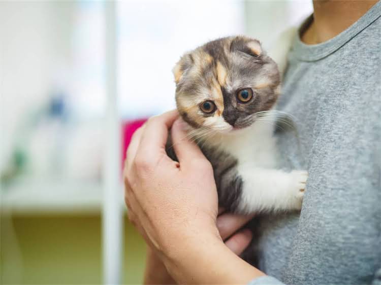 图片 龙猫公母性格对比及饲养全指南公龙猫温顺度TOP3特征+母龙猫互动技巧+健康养护秘籍1.jpg