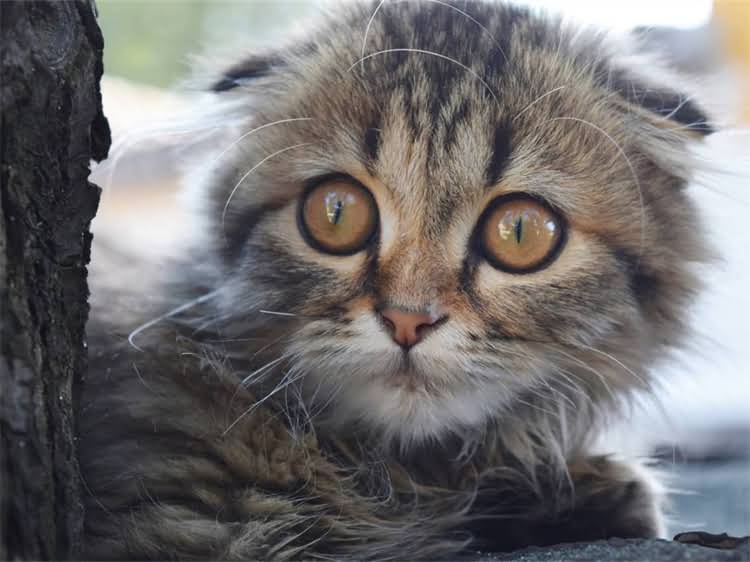 图片 龙猫公母性格对比及饲养全指南公龙猫温顺度TOP3特征+母龙猫互动技巧+健康养护秘籍2.jpg