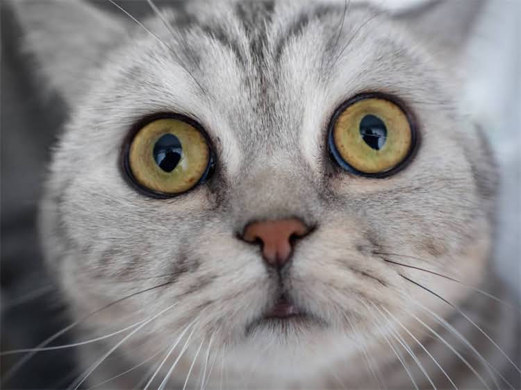 图片 龙猫养殖全流程：从选址到销售的关键步骤与注意事项.jpg