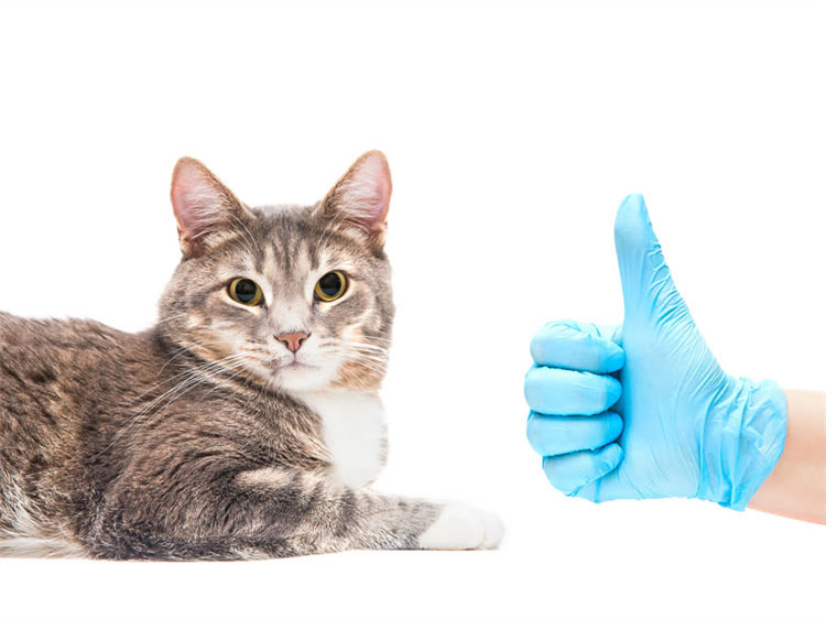 图片 龙猫前面掉毛怎么办？3步解决掉毛难题+养护指南（附真实案例）.jpg