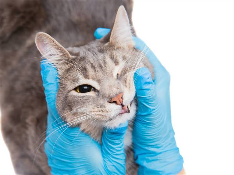 图片 龙猫厕所清洁频率与科学养护指南：如何避免宠物健康隐患？.jpg