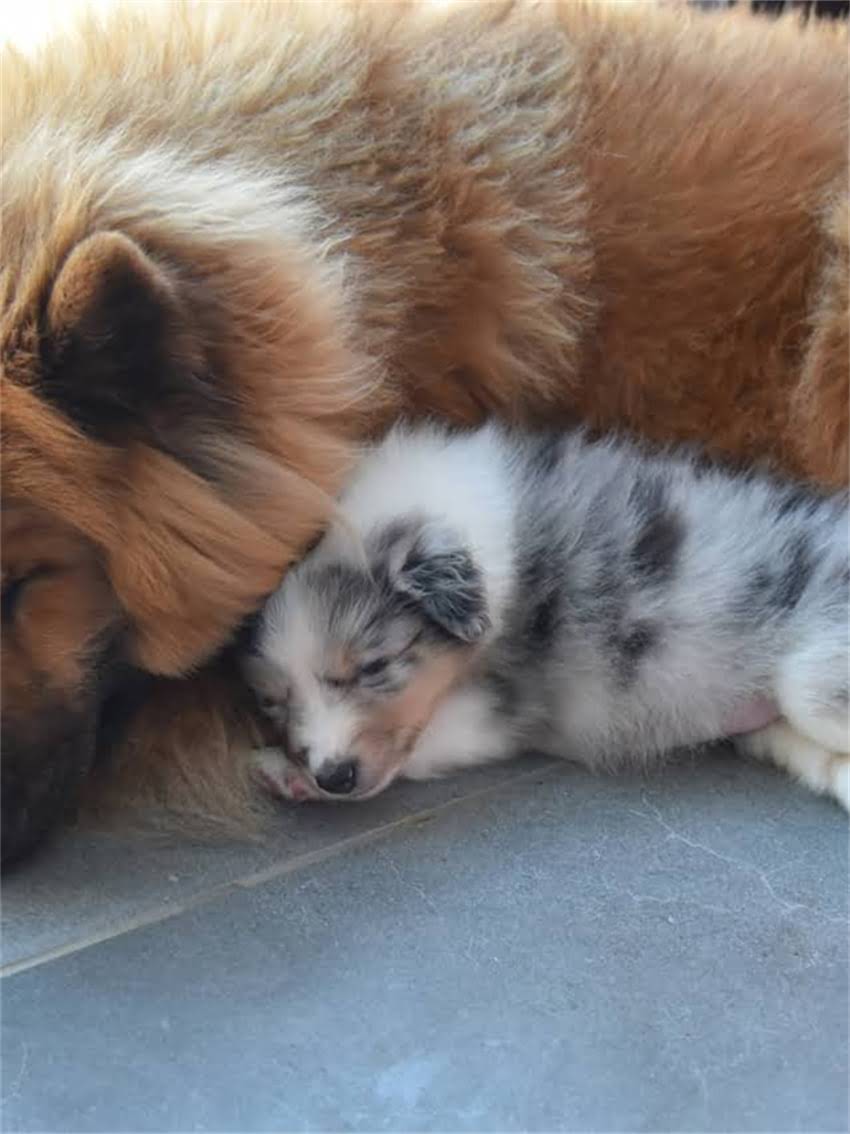 图片 龙猫厕所清洁频率与科学养护指南：如何避免宠物健康隐患？1.jpg