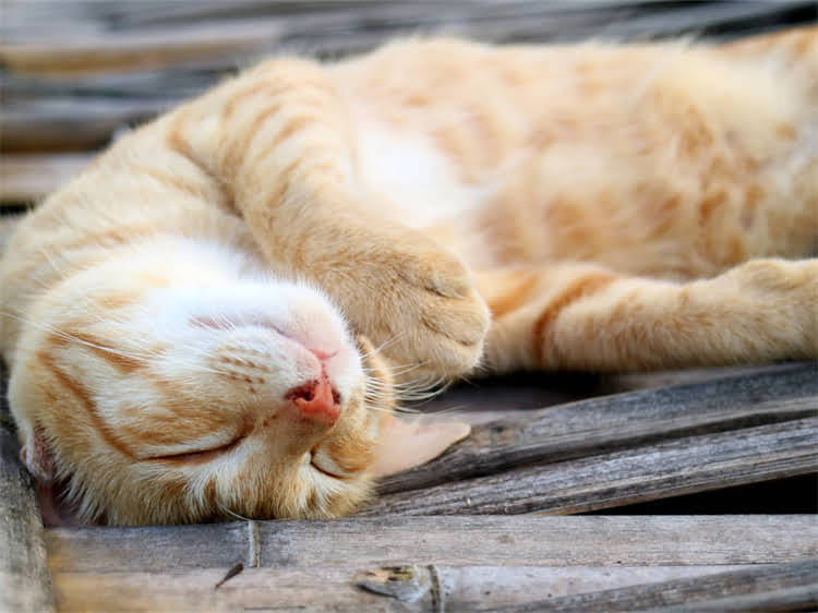 图片 龙猫厕所清洁频率与科学养护指南：如何避免宠物健康隐患？2.jpg