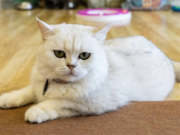 图片 龙猫发情期如何科学繁殖？常见误区与成功案例.jpg