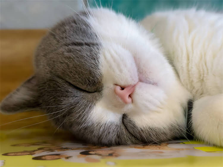 图片 龙猫发情期如何科学繁殖？常见误区与成功案例1.jpg