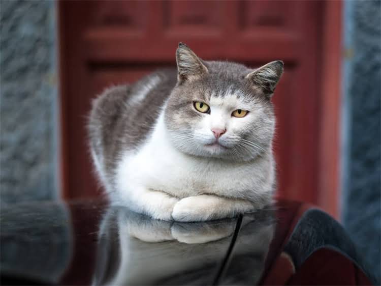 图片 龙猫发情期如何科学繁殖？常见误区与成功案例2.jpg