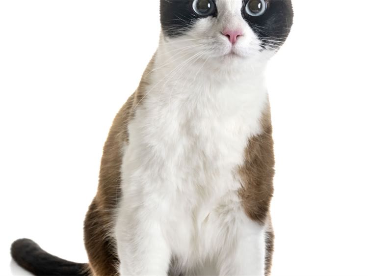 图片 龙猫吃了好多蒲公英！🌼宝宝辅食加它竟有奇效？新手妈妈亲测有效的天然营养法.jpg