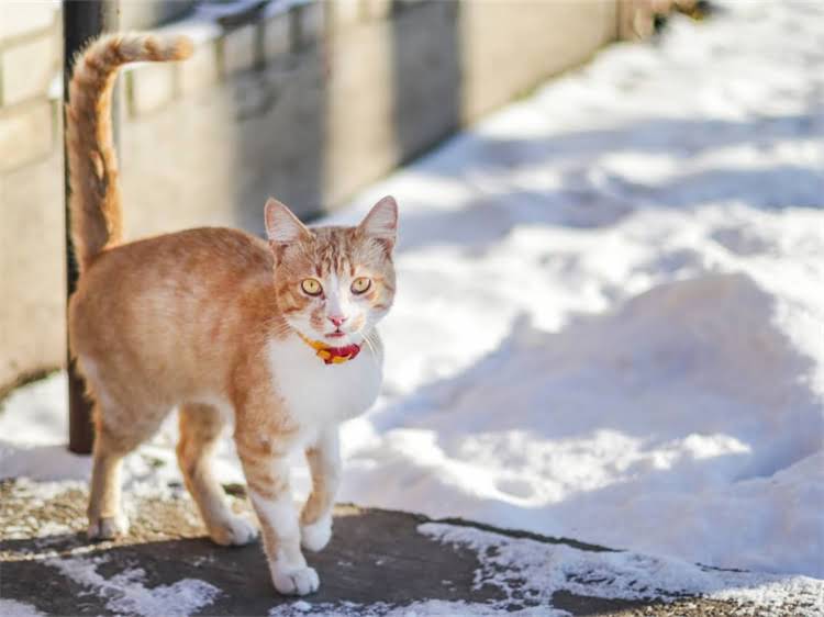 图片 龙猫吃了好多蒲公英！🌼宝宝辅食加它竟有奇效？新手妈妈亲测有效的天然营养法1.jpg