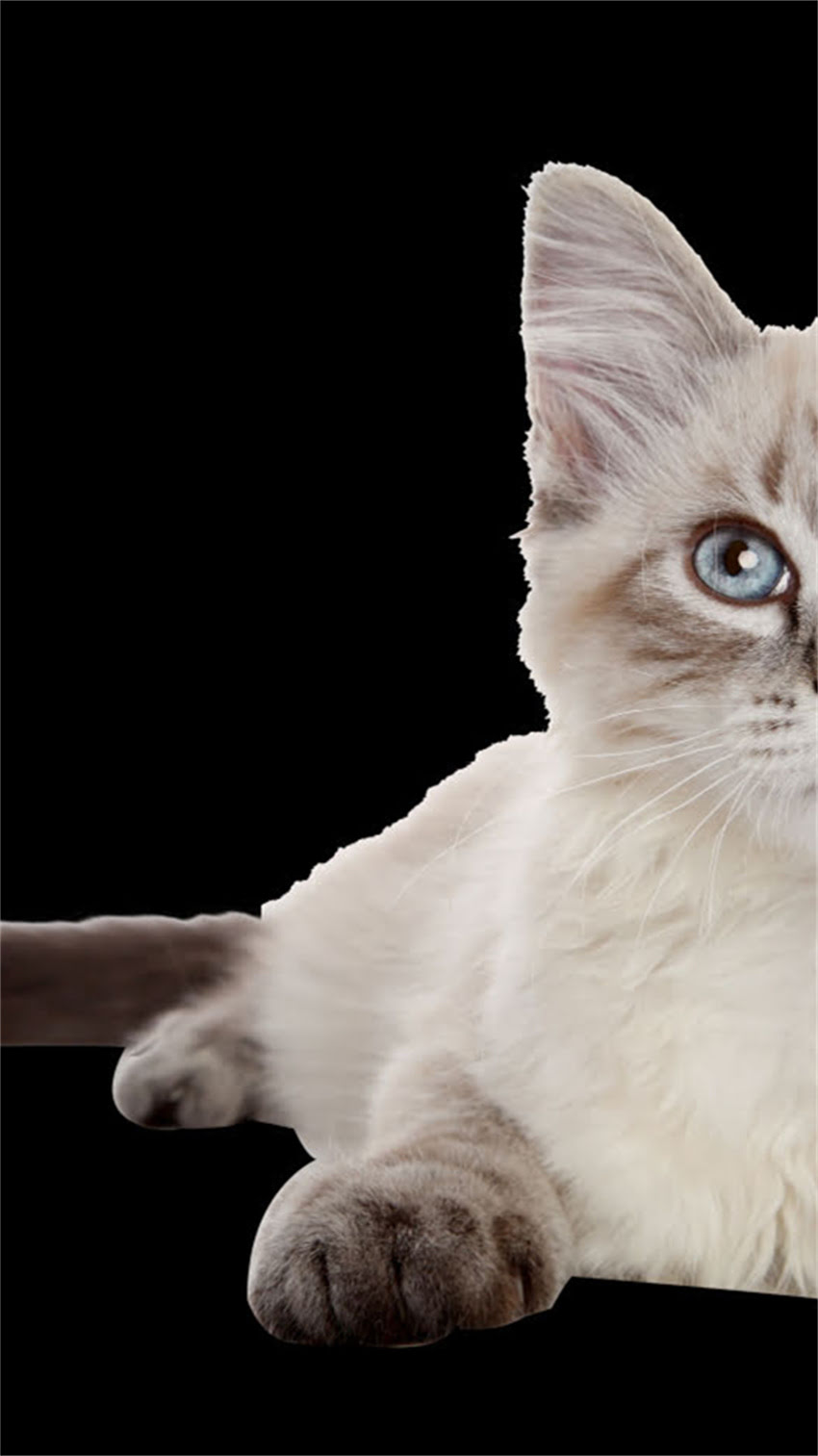 图片 龙猫吃了好多蒲公英！🌼宝宝辅食加它竟有奇效？新手妈妈亲测有效的天然营养法2.jpg