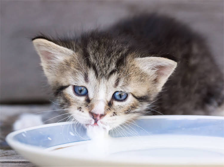 图片 龙猫咬人后必须知道的5大处理步骤，打针是唯一选择吗？附送详细急救指南.jpg