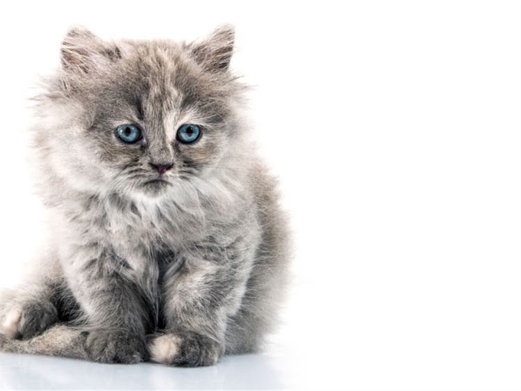 图片 龙猫咬人后必须知道的5大处理步骤，打针是唯一选择吗？附送详细急救指南1.jpg