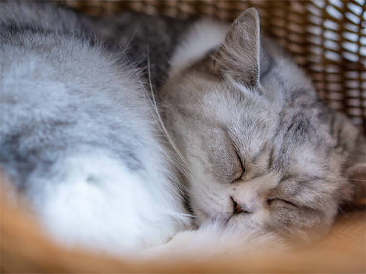 图片 龙猫品种全：不同性格品种及饲养指南（附品种对比与选购建议）2.jpg