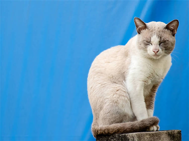 图片 龙猫嘴角受伤怎么办？家庭紧急处理与预防措施全2.jpg