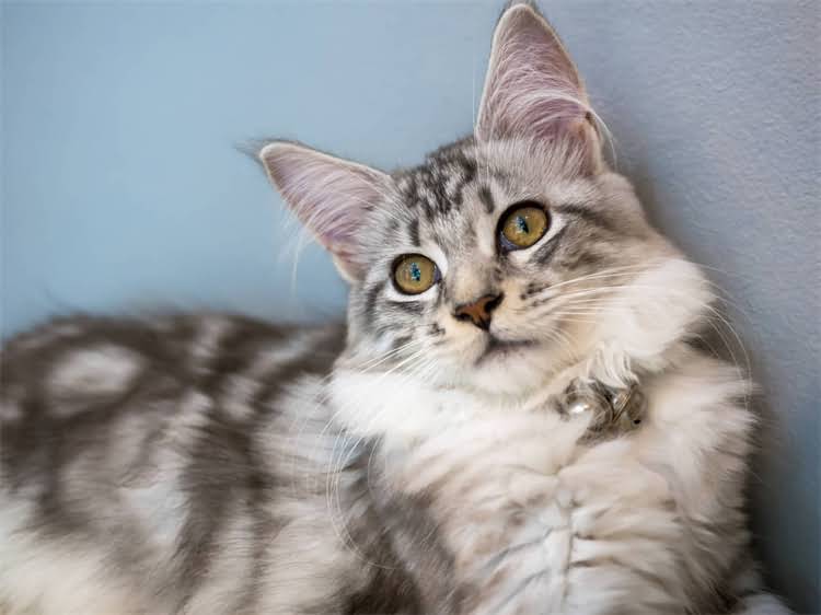 图片 龙猫夏季降温技巧｜5个便捷方法让宠物凉爽一夏1.jpg