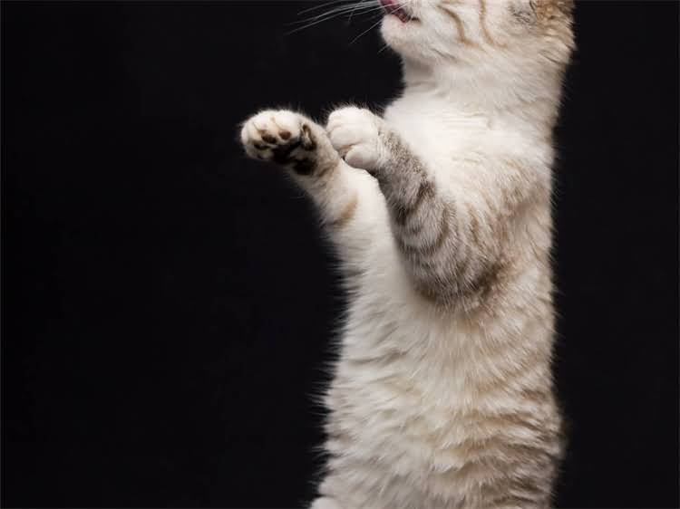 图片 龙猫外带用笼还是包？最新指南：健康安全与科学运输全.jpg