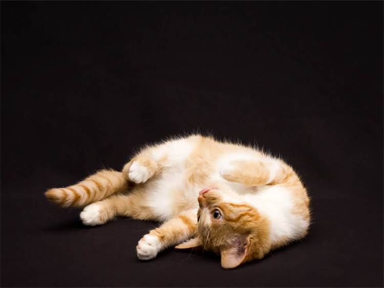 图片 龙猫外带用笼还是包？最新指南：健康安全与科学运输全1.jpg