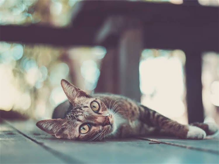 图片 龙猫宝宝出生后科学喂养指南：益生菌如何助力健康生长？.jpg