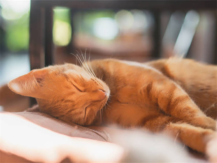 图片 龙猫宝宝出生后科学喂养指南：益生菌如何助力健康生长？1.jpg