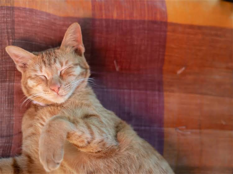 图片 龙猫宝宝出生后科学喂养指南：益生菌如何助力健康生长？2.jpg